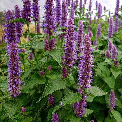 Korean Mint Seeds - Heirloom Herbal Plant for Home Gardens