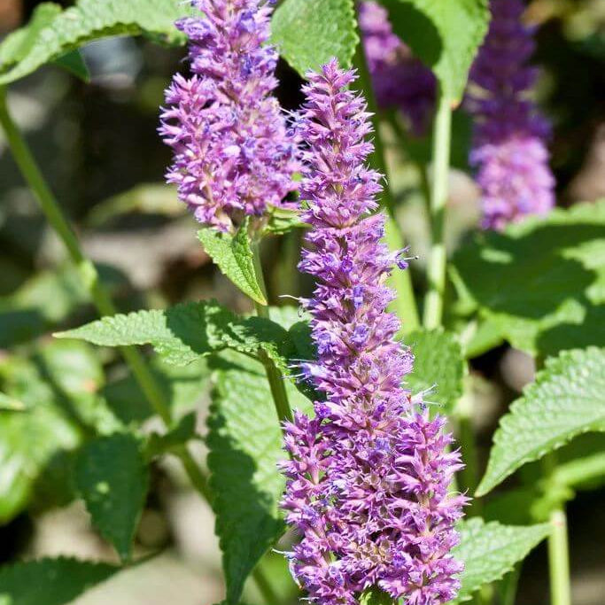 Korean Mint Seeds - Heirloom Herbal Plant for Home Gardens