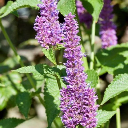 Korean Mint Seeds - Heirloom Herbal Plant for Home Gardens