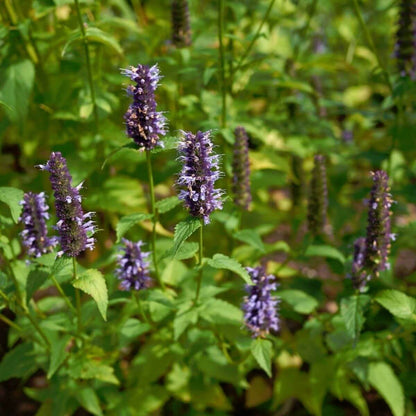 Korean Mint Seeds - Heirloom Herbal Plant for Home Gardens