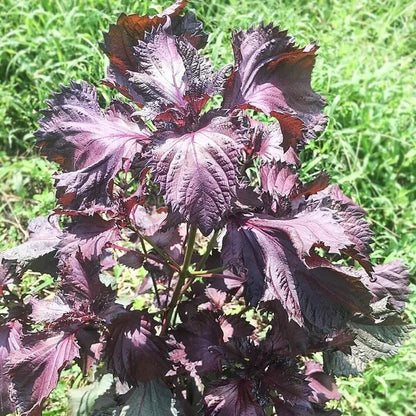 Korean Perilla Leaves Seeds