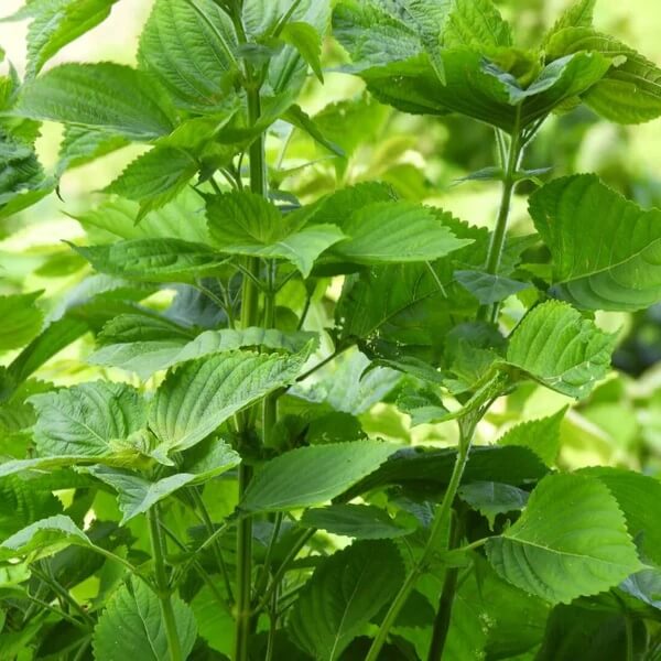Korean Perilla Seeds