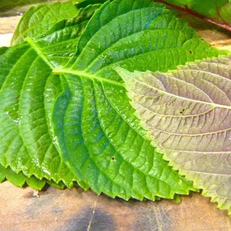Korean Perilla Seeds - Herbal Plant
