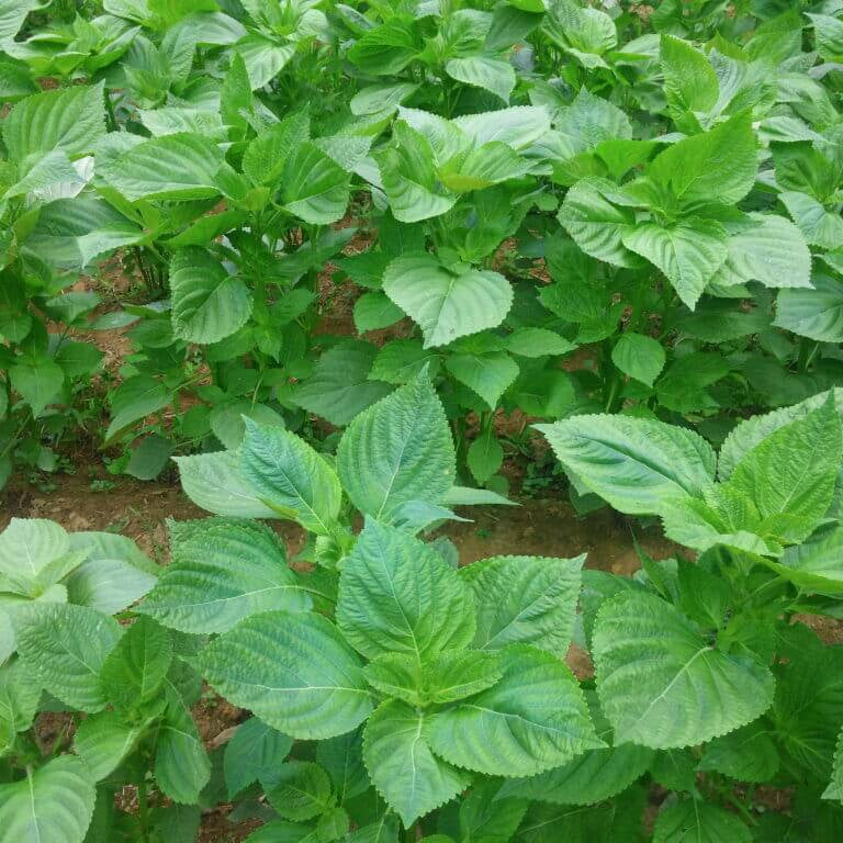 Korean Perilla Seeds - Herbal Plant
