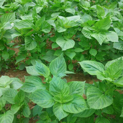 Korean Perilla Seeds - Herbal Plant