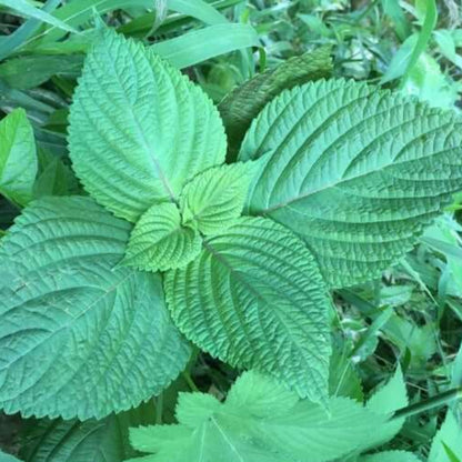 Korean Perilla Seeds - Herbal Plant