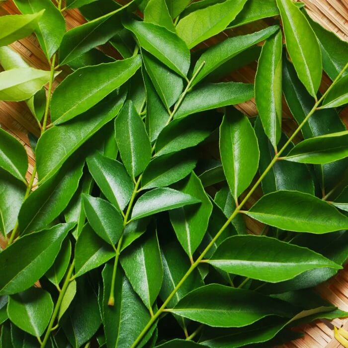 Krishna Curry Leaf Seeds