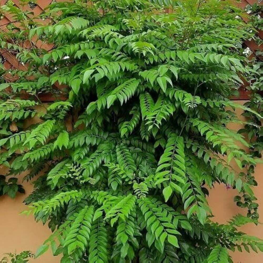 Krishna Curry Leaf Seeds