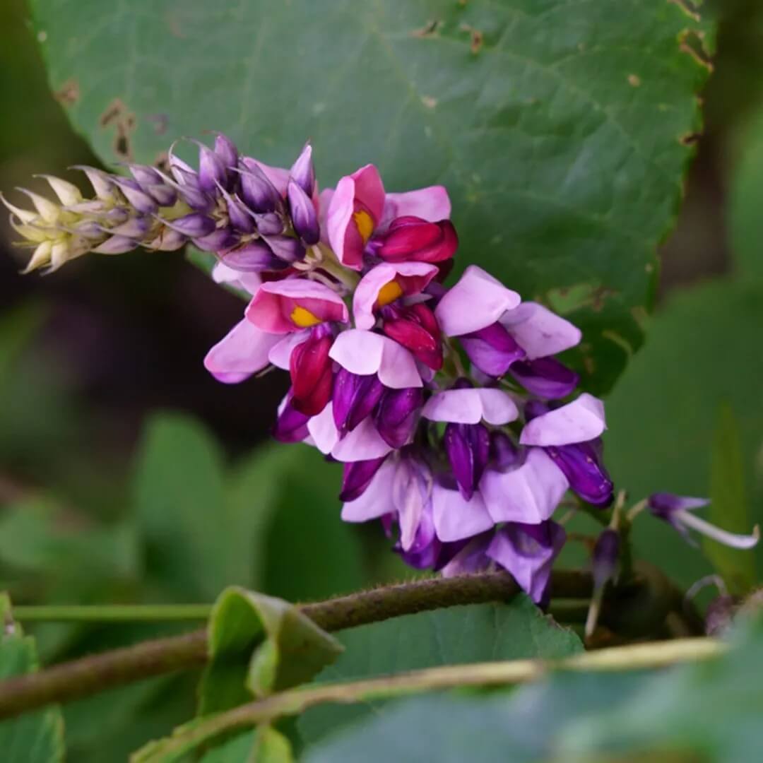 Kudzu Seeds - Herbal Plant for Home Gardens