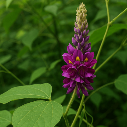Kudzu Seeds - Herbal Plant for Home Gardens
