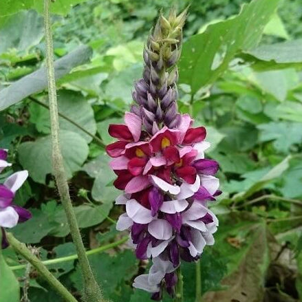 Kudzu Seeds - Herbal Plant for Home Gardens