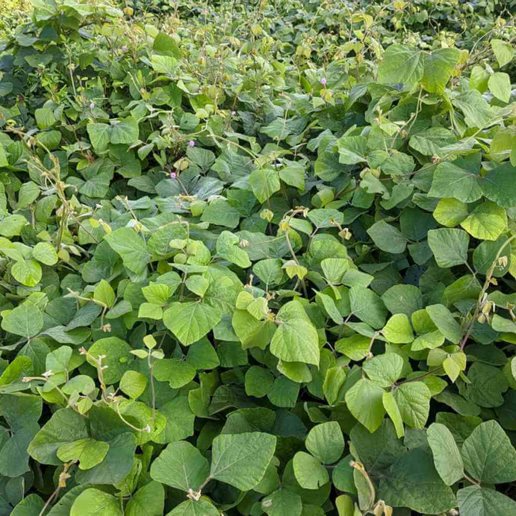 Kudzu Seeds For Planting - Heirloom Flower Plant for Home Gardens