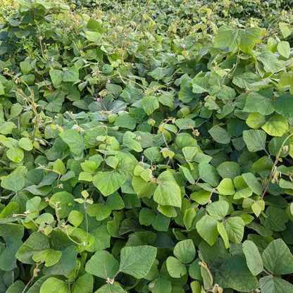 Kudzu Seeds For Planting - Heirloom Flower Plant for Home Gardens