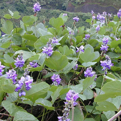 Kudzu Seeds For Planting - Heirloom Flower Plant for Home Gardens