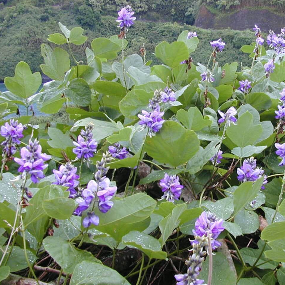 Kudzu Vine Seeds - Heirloom Flower Plant for Home Gardens