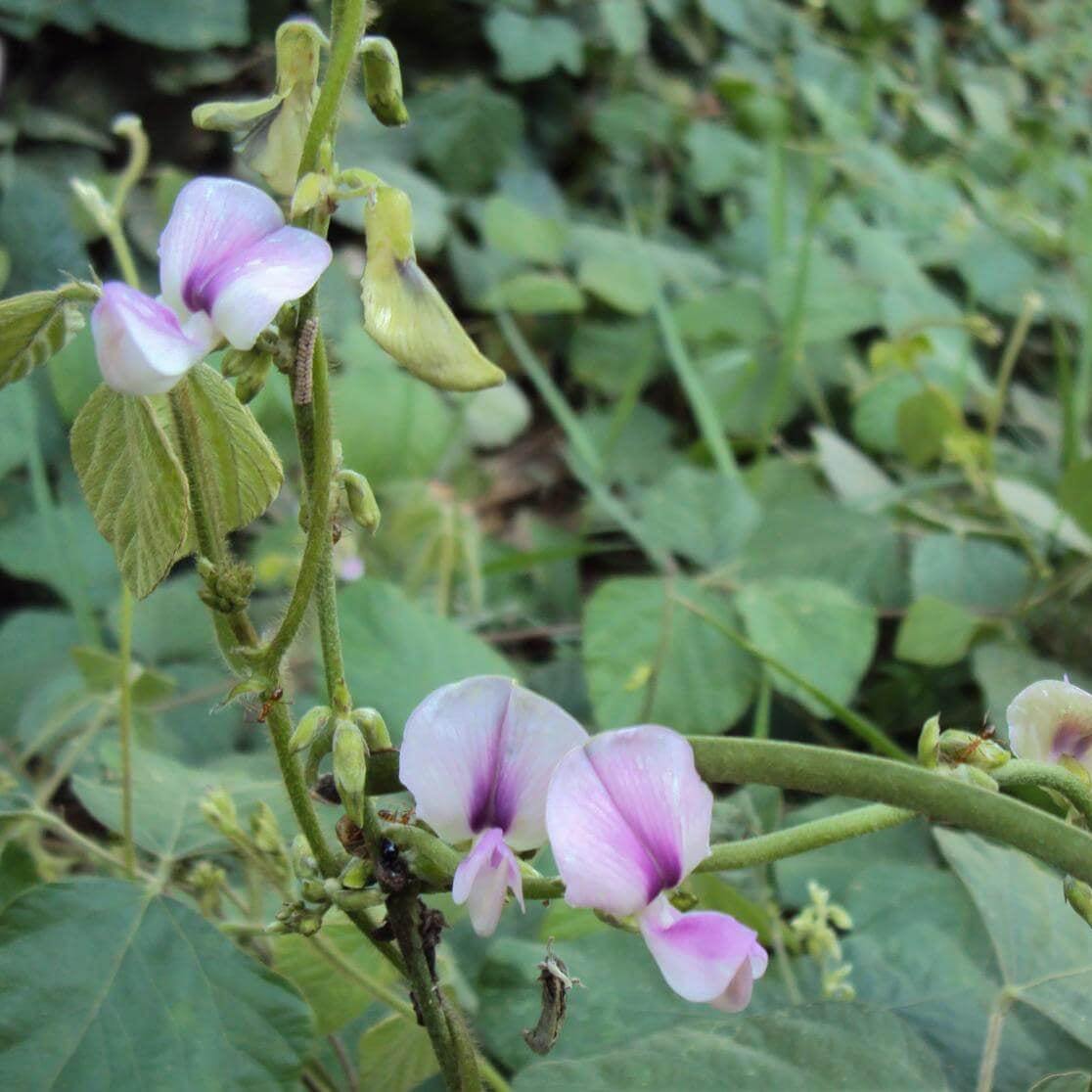 Kudzu Vine Seeds - Heirloom Flower Plant for Home Gardens
