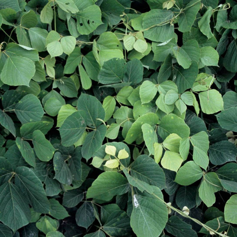Kudzu Vine Seeds - Heirloom Flower Plant for Home Gardens