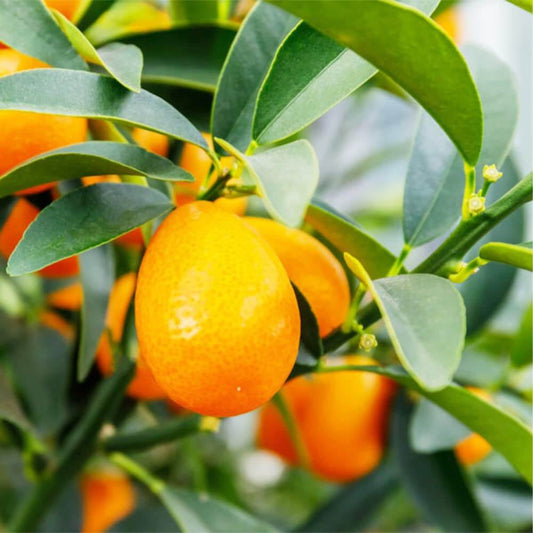 Kumquat Seeds - Fruit Plant for Home Gardens