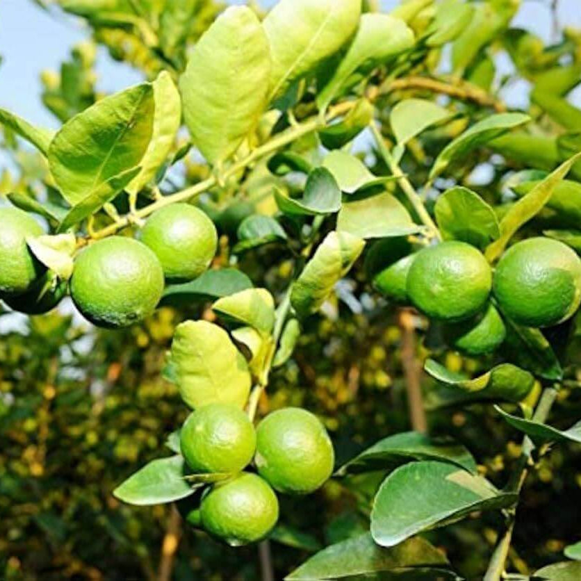 Kusaie Lime Seeds 
