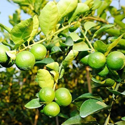 Kusaie Lime Seeds 