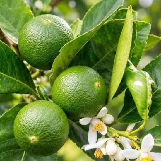 Kusaie Lime Seeds 