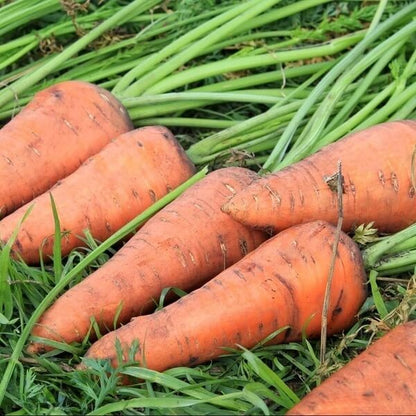 Kyoto Red Carrot Seeds - Heirloom Vegetable Plant for Home Gardens