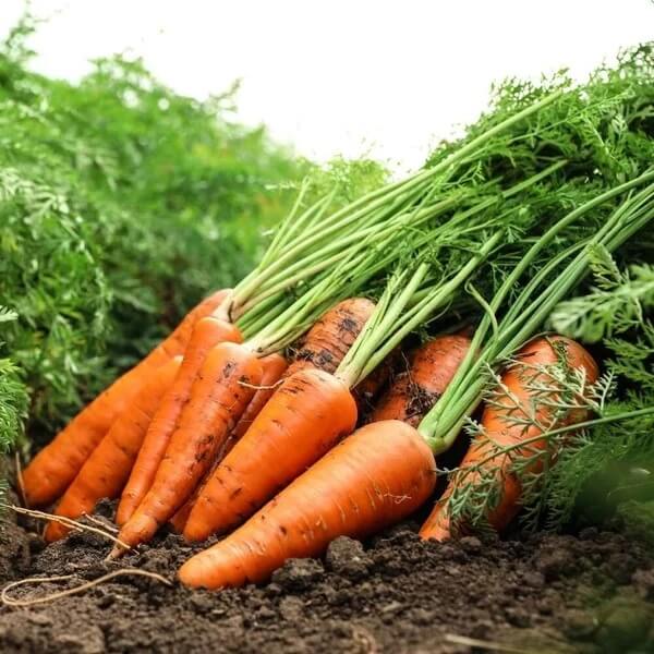 Kyoto Red Carrot Seeds - Heirloom Vegetable Plant for Home Gardens