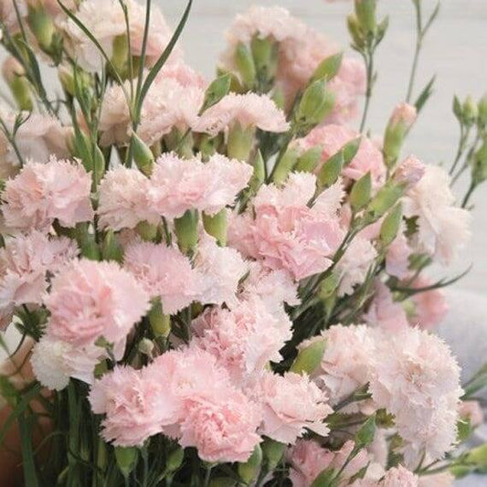 La France Pink Chabaud Carnation Seeds