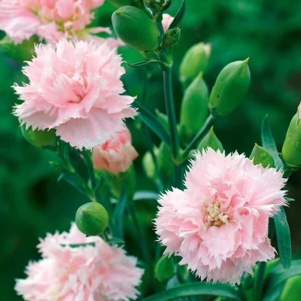 La France Pink Chabaud Carnation Seeds