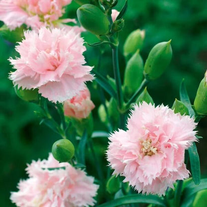 La France Pink Chabaud Carnation Seeds