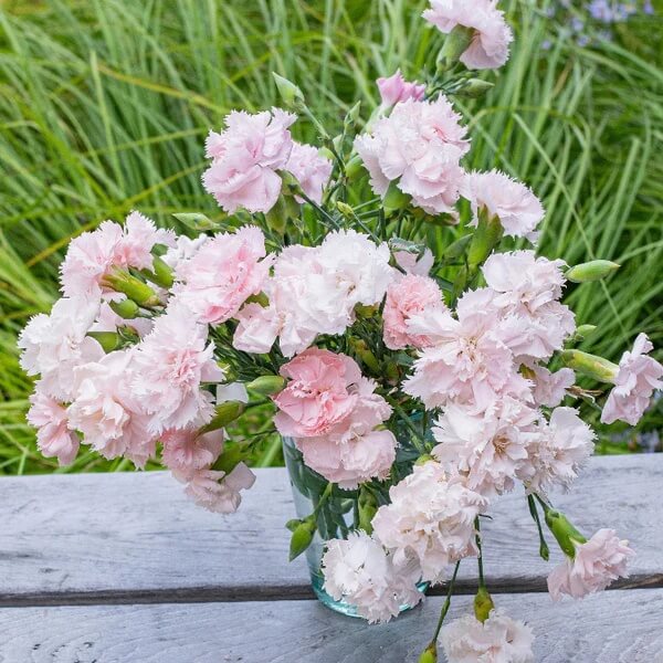 La France Pink Chabaud Carnation Seeds