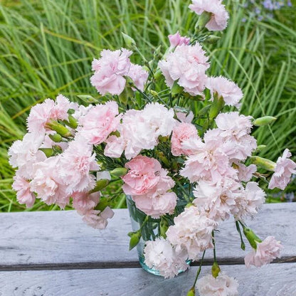 La France Pink Chabaud Carnation Seeds