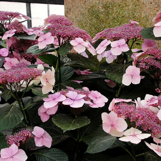 Lacecap Hydrangea Seeds