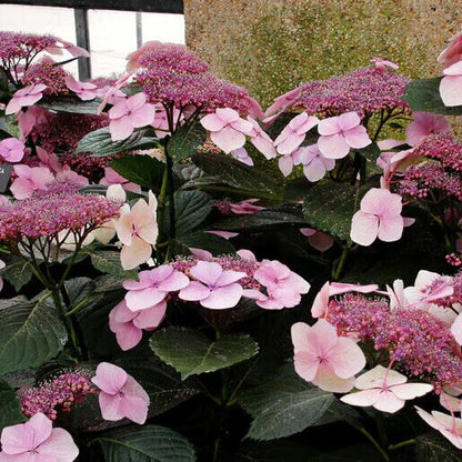 Lacecap Hydrangea Seeds