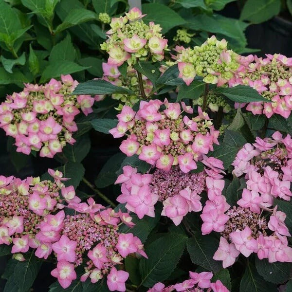 Lacecap Hydrangea Seeds