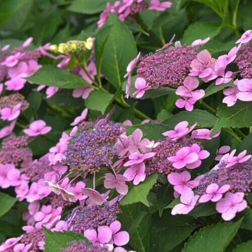 Lacecap Hydrangea Seeds