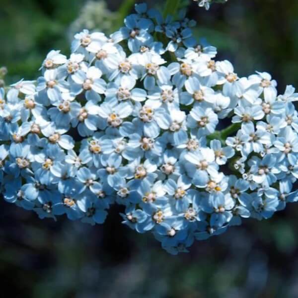 Lachmannâ€™s Blue Achillea Seeds