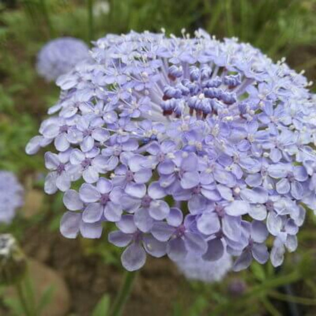 Lachmannâ€™s Blue Achillea Seeds