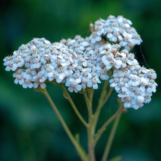 Lachmannâ€™s Blue Achillea Seeds