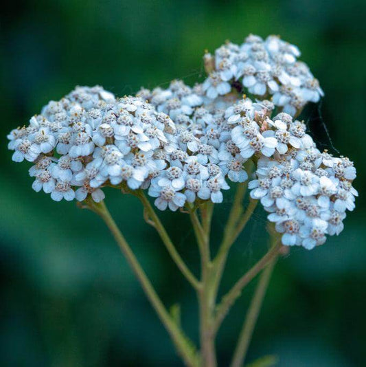 Lachmannâ€™s Blue Achillea Seeds
