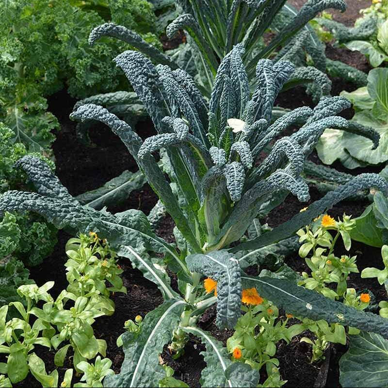 Lacinato kale seeds - Vegetable Plant