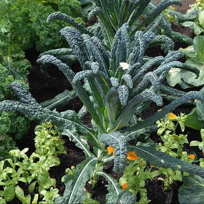 Lacinato kale seeds - Vegetable Plant
