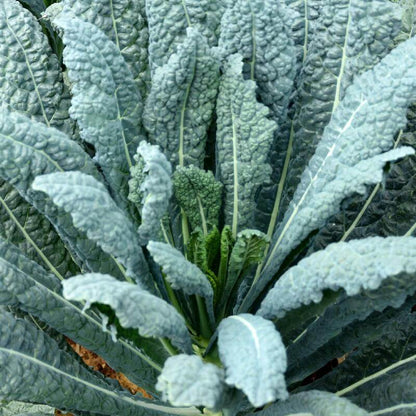 Lacinato kale seeds - Vegetable Plant