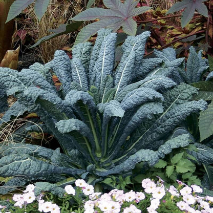 Lacinato kale seeds - Vegetable Plant