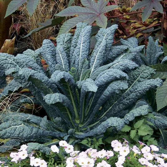 Lacinato kale seeds - Vegetable Plant