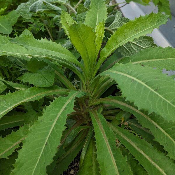  Lactuca Virosa Seeds - Heirloom Herbal Plant for Home Gardens