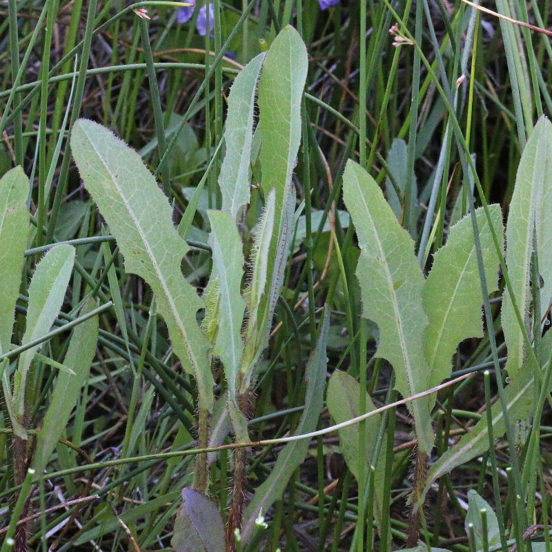  Lactuca Virosa Seeds - Heirloom Herbal Plant for Home Gardens
