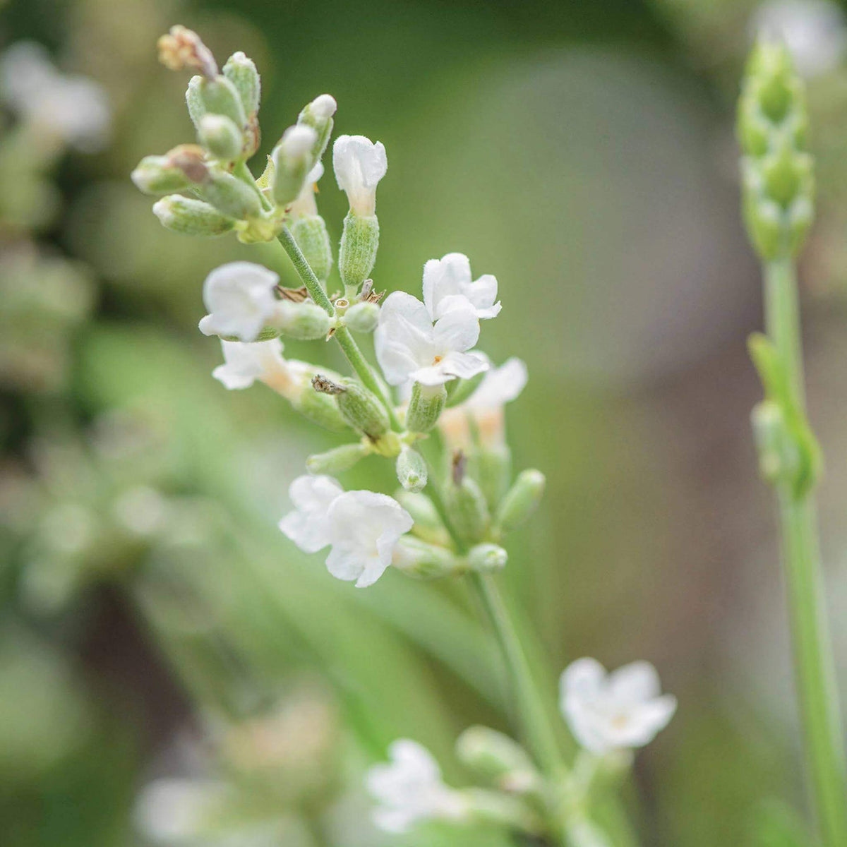 Lacy Frills Lavender Seeds - Heirloom Flower Plant for Home Gardens