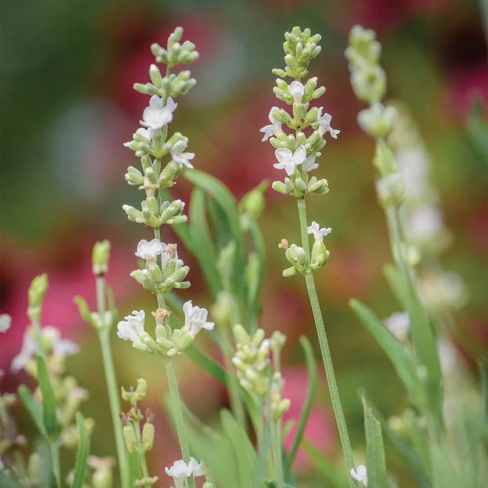 Lacy Frills Lavender Seeds - Heirloom Flower Plant for Home Gardens
