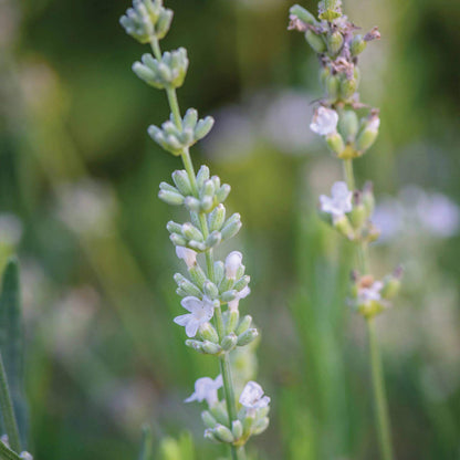 Lacy Frills Lavender Seeds - Heirloom Flower Plant for Home Gardens